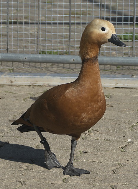在西甲赛场